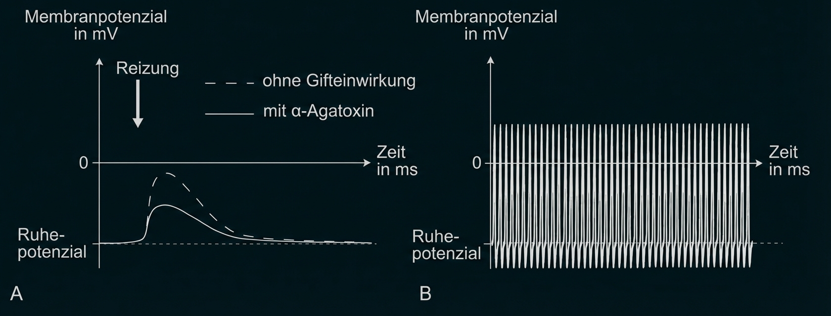 Membranpotenzial über Zeit: links einzelne Depolarisation (mit/ohne α‑Agatoxin), rechts viele aufeinanderfolgende Aktionspotenziale.